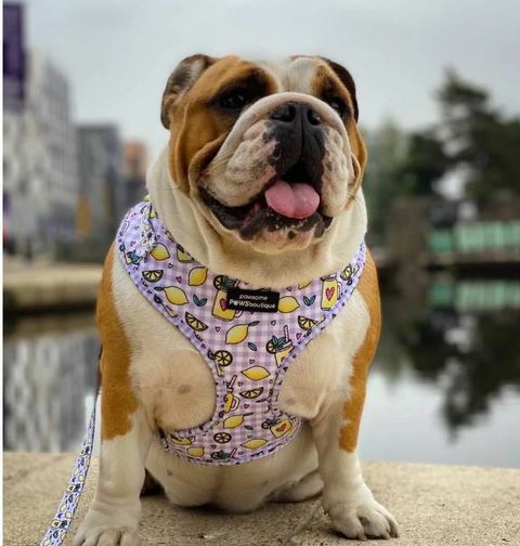 SqueezeTheDayharness2