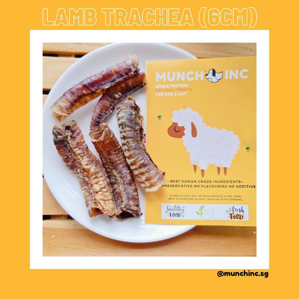 LambTrachea