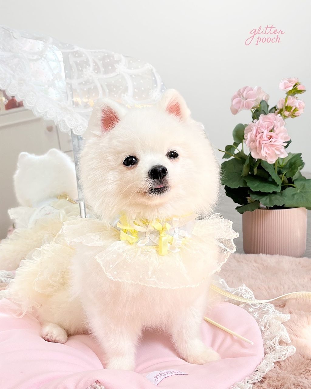 WhatsApp Image 2026-02-07 at 14.47.11