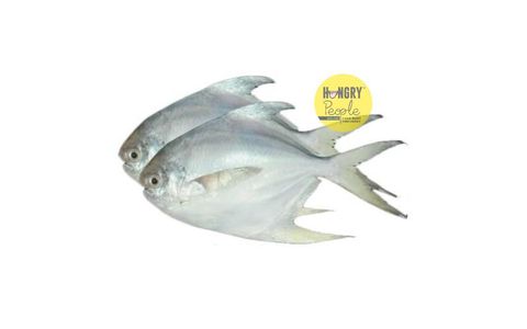 WhitePomfret1.JPG