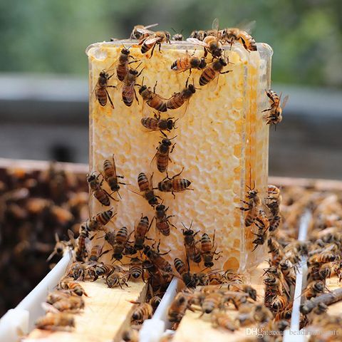 500g-comb-honey-cassette-container-500g-capacity.jpg