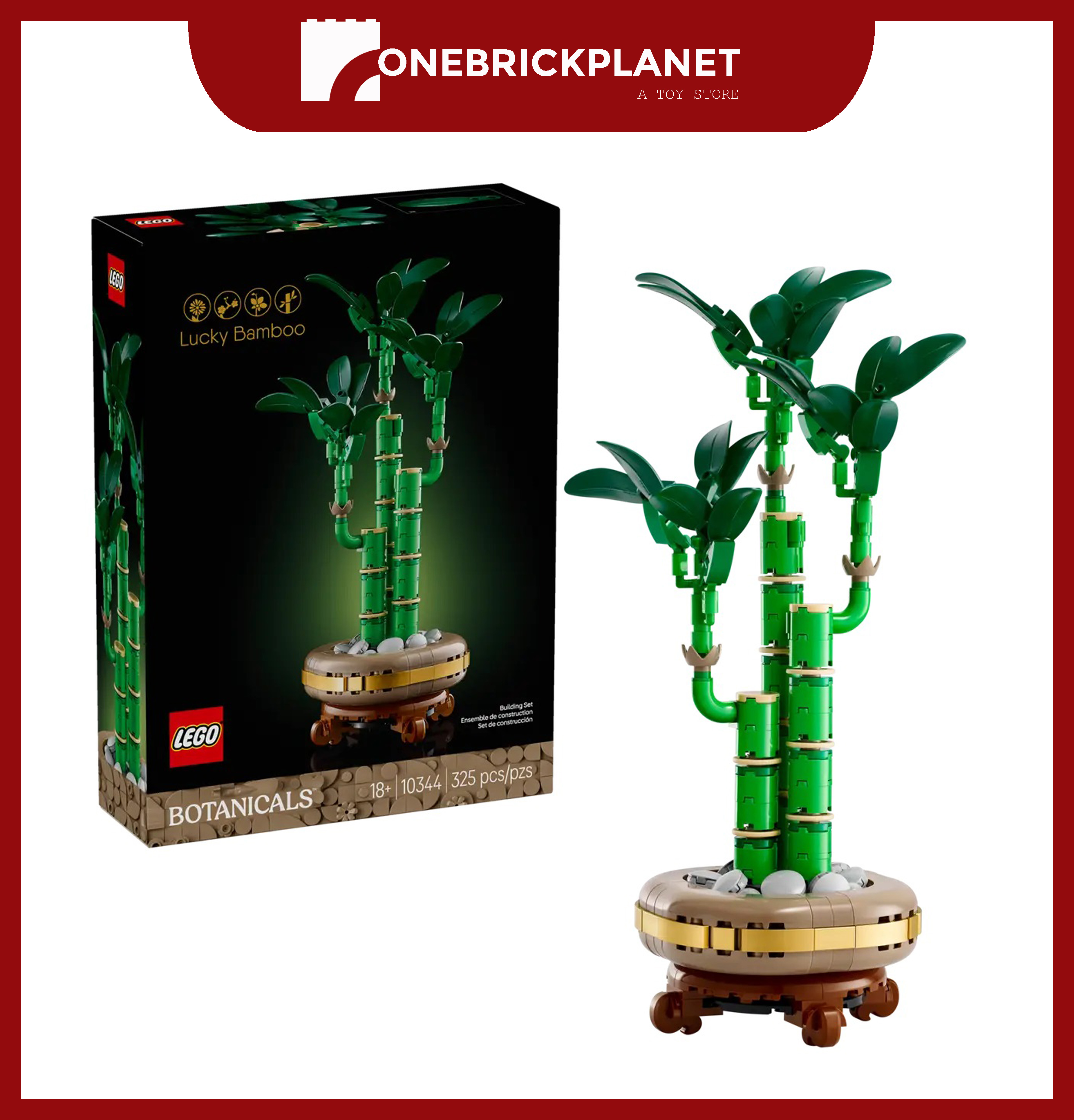 Lucky Bamboo