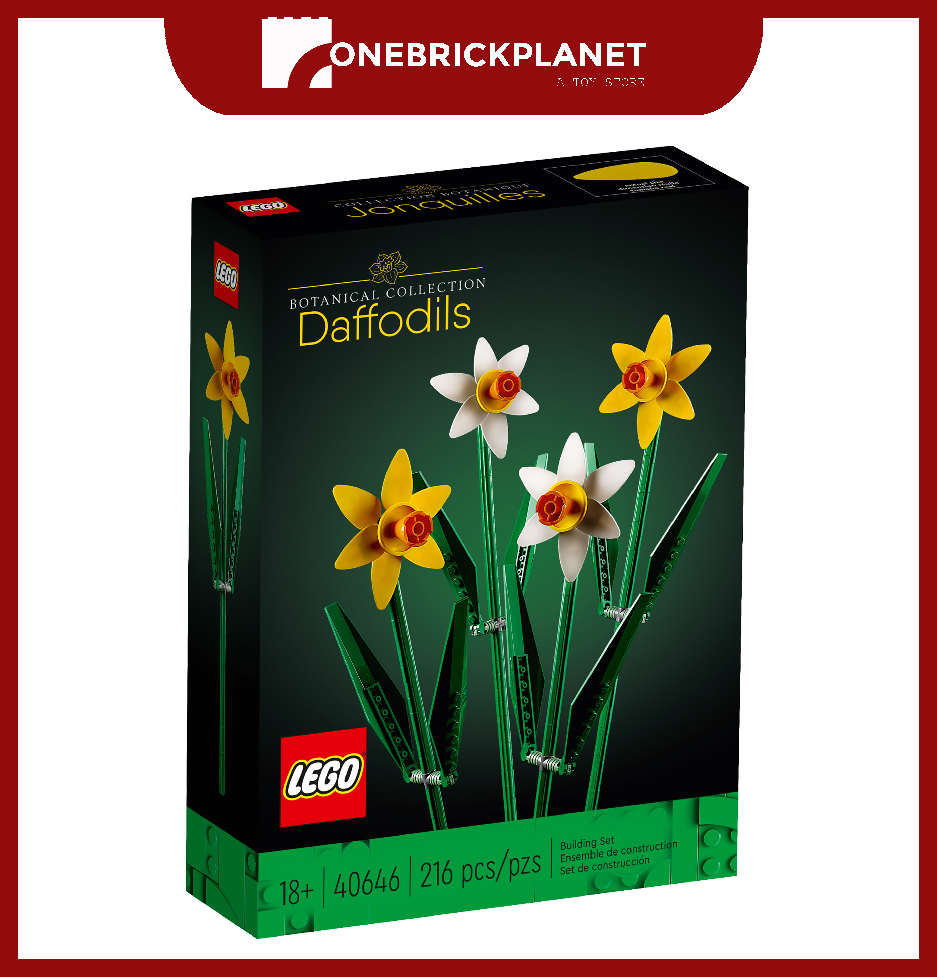 Daffodils 6