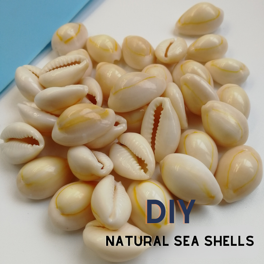 DIY Natural Sea Shells (1)