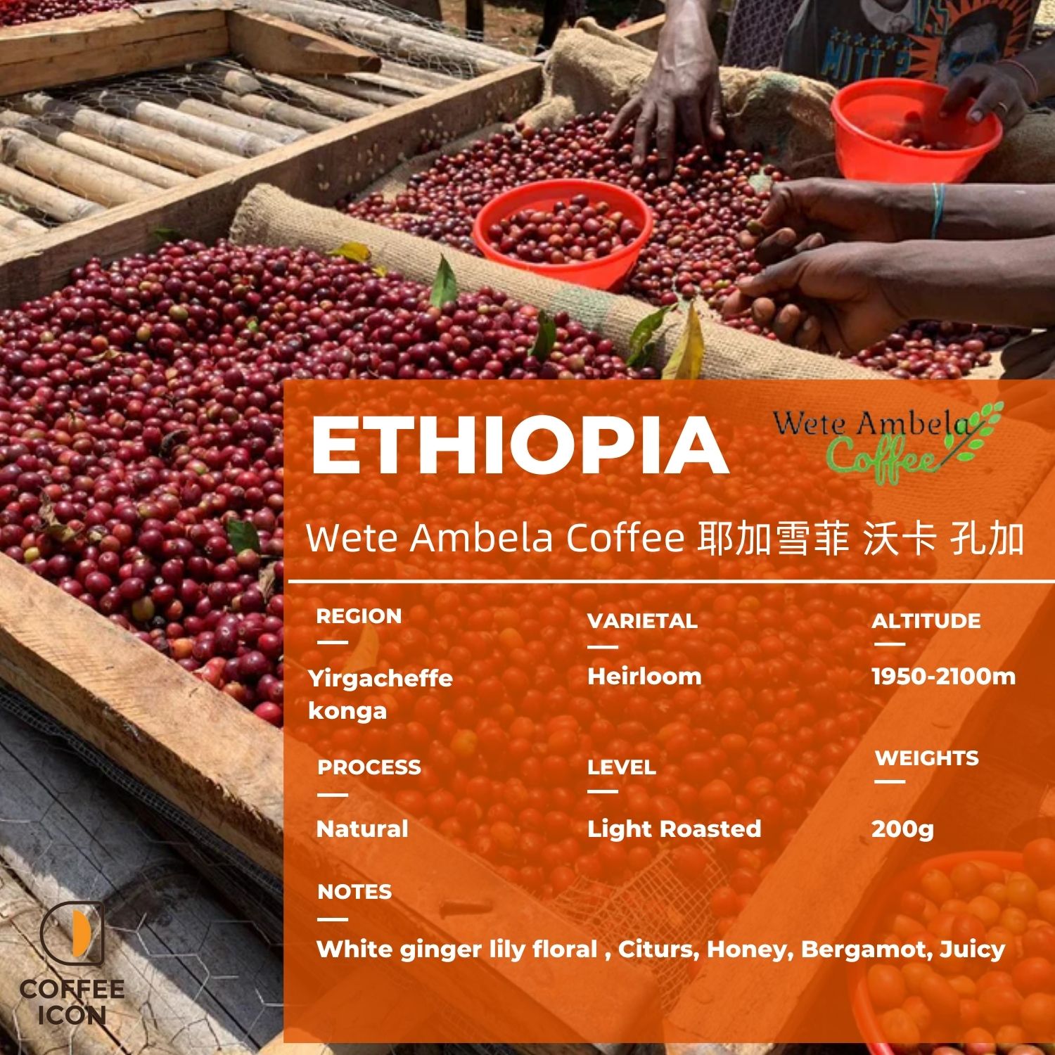 wete ambela coffee konga 