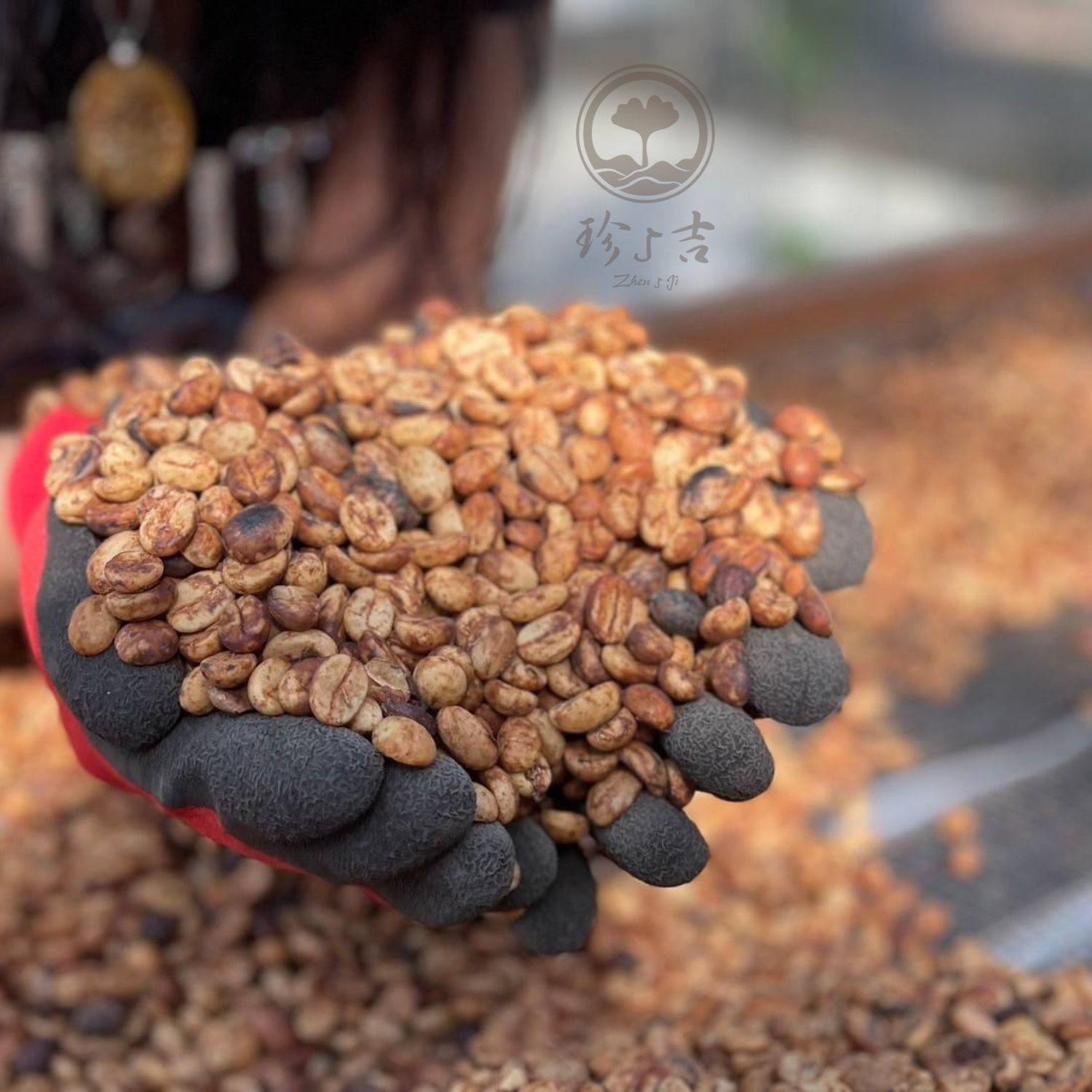 台灣阿里山 (10)