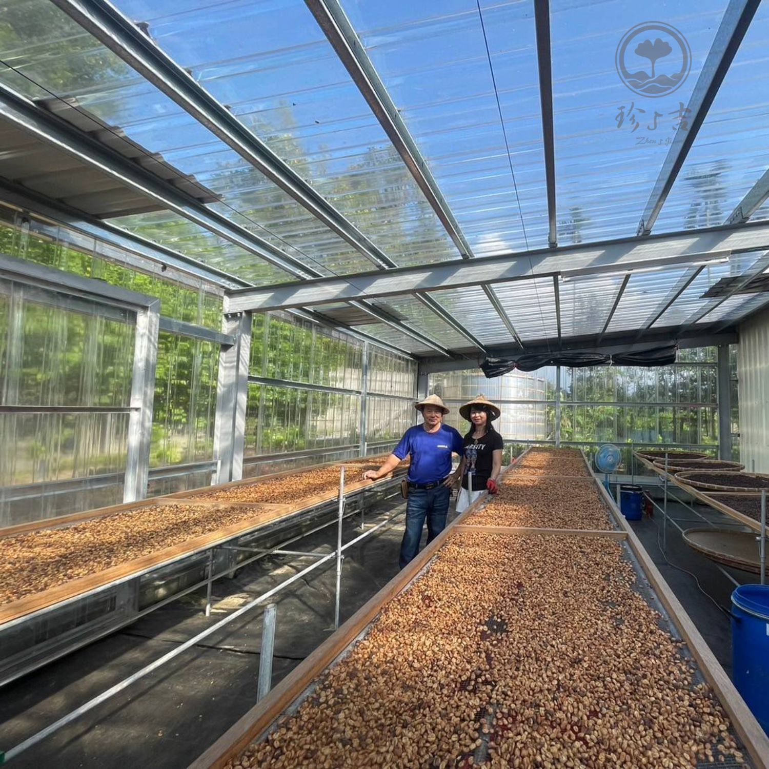 台灣阿里山 (14)