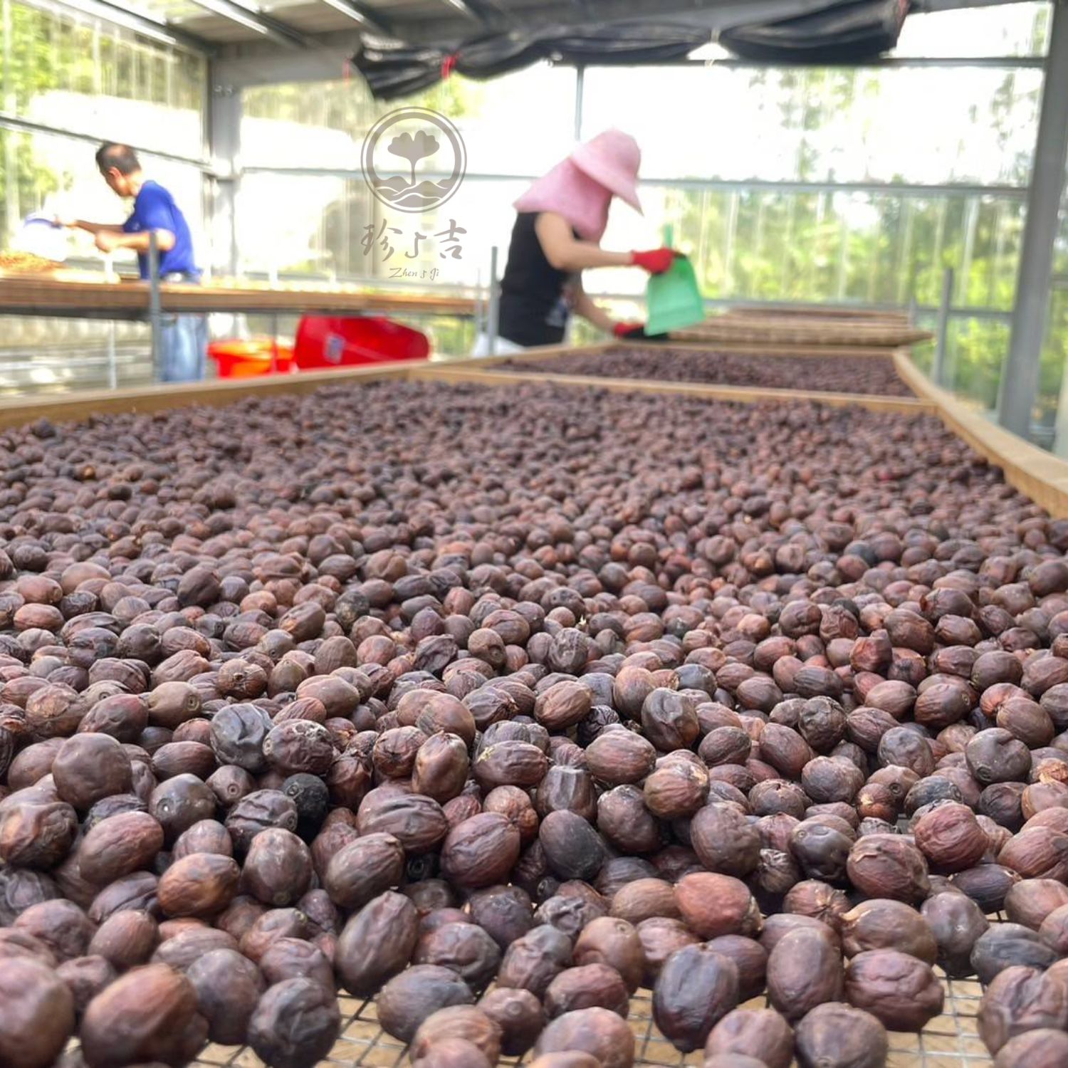 台灣阿里山 (13)