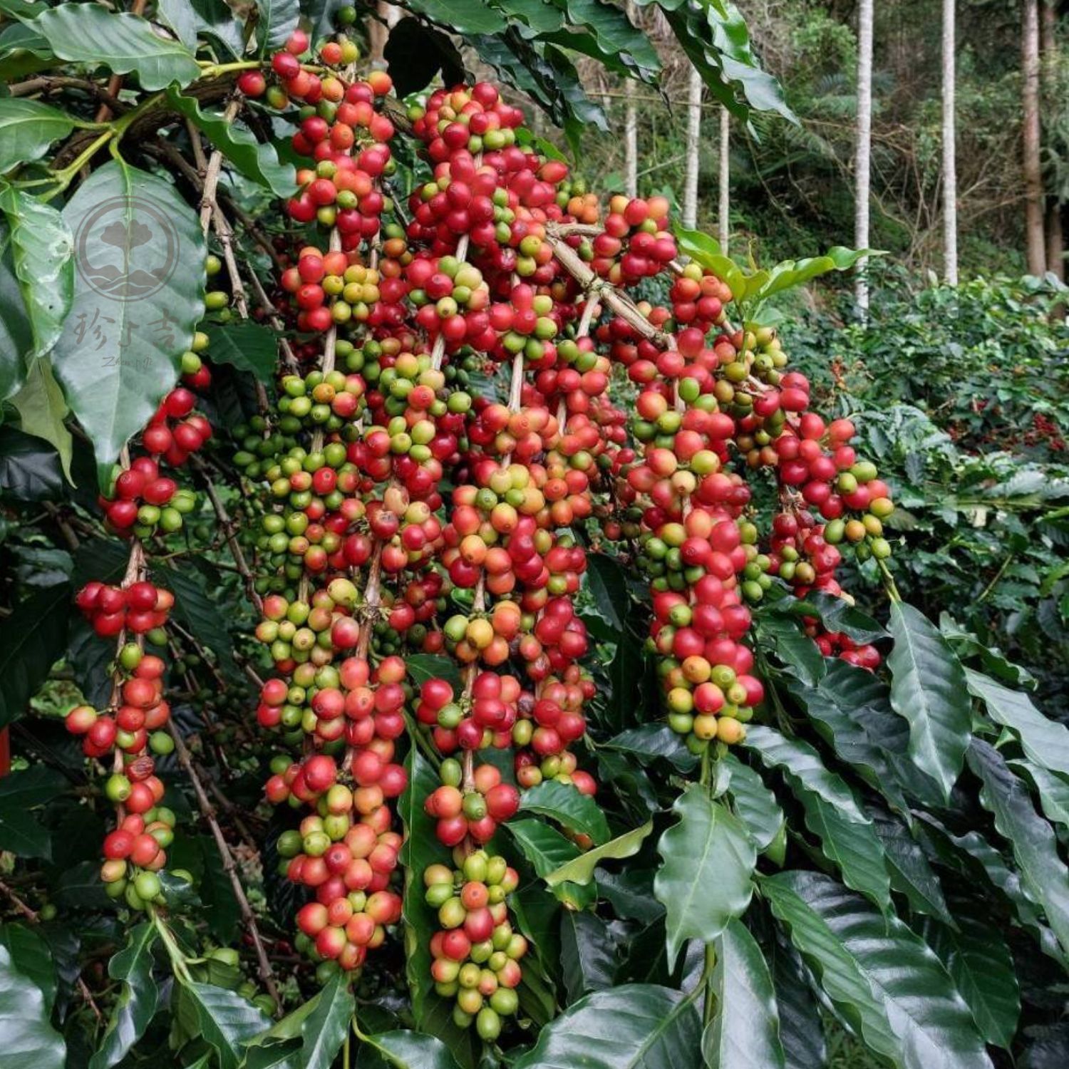 台灣阿里山 (11)
