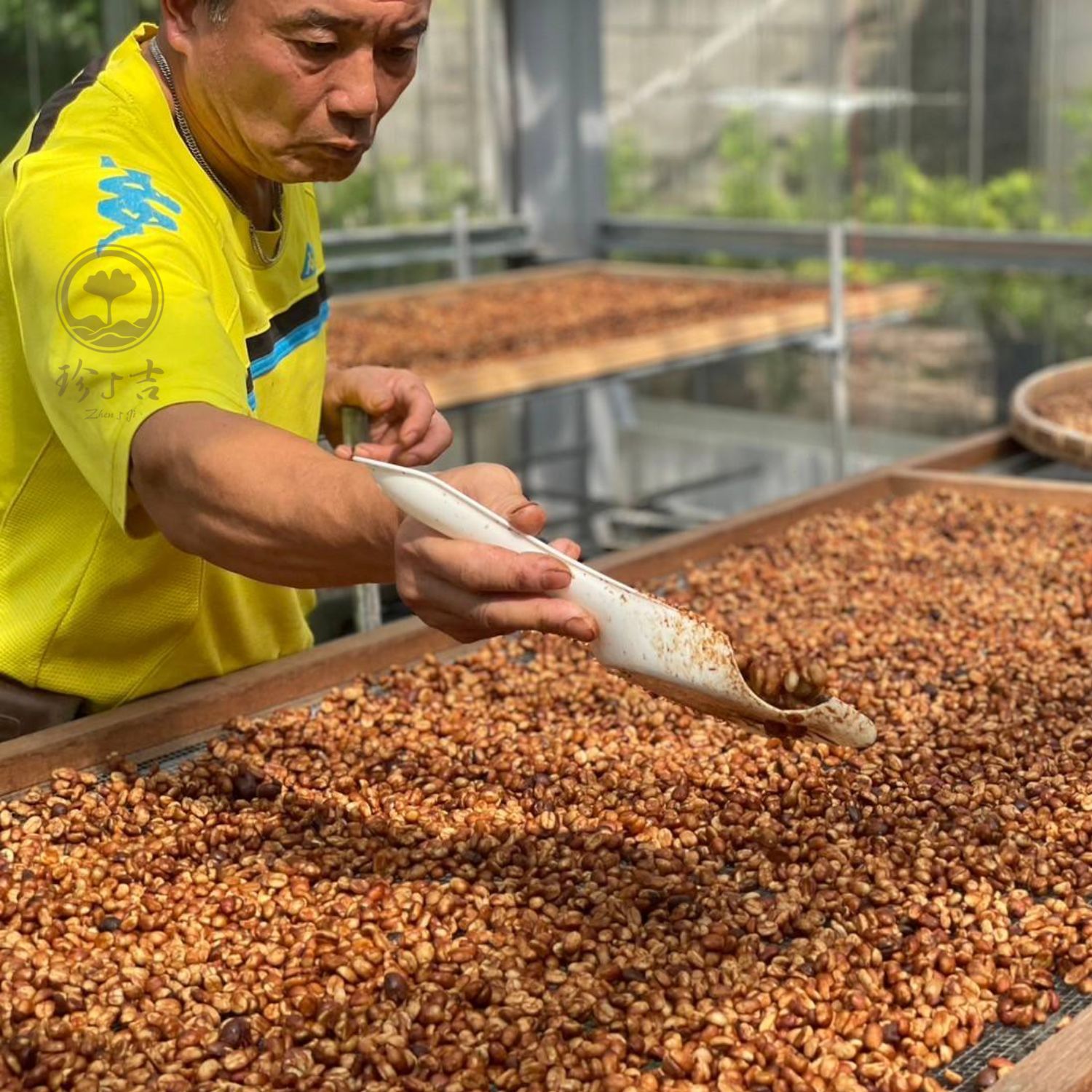 台灣阿里山 (12)