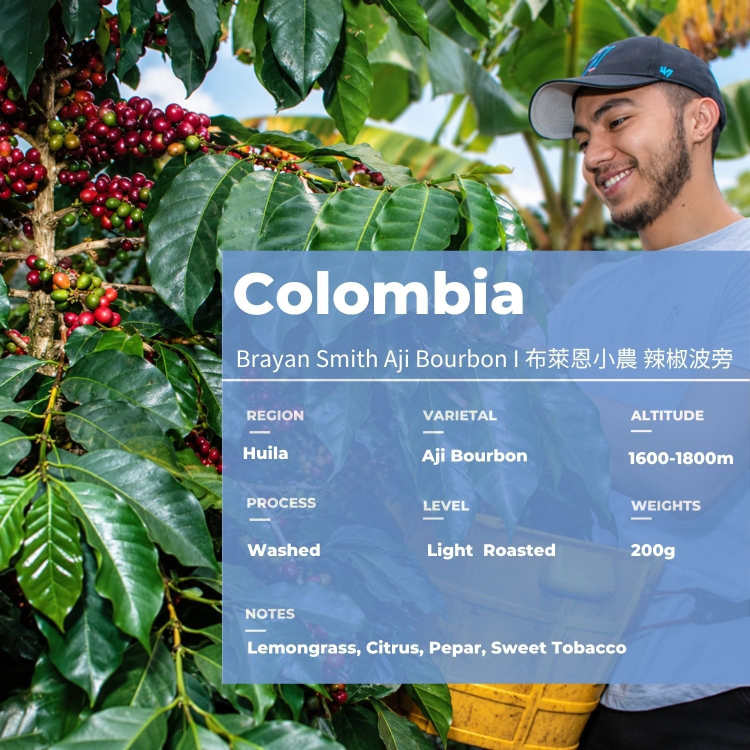 辣椒波旁