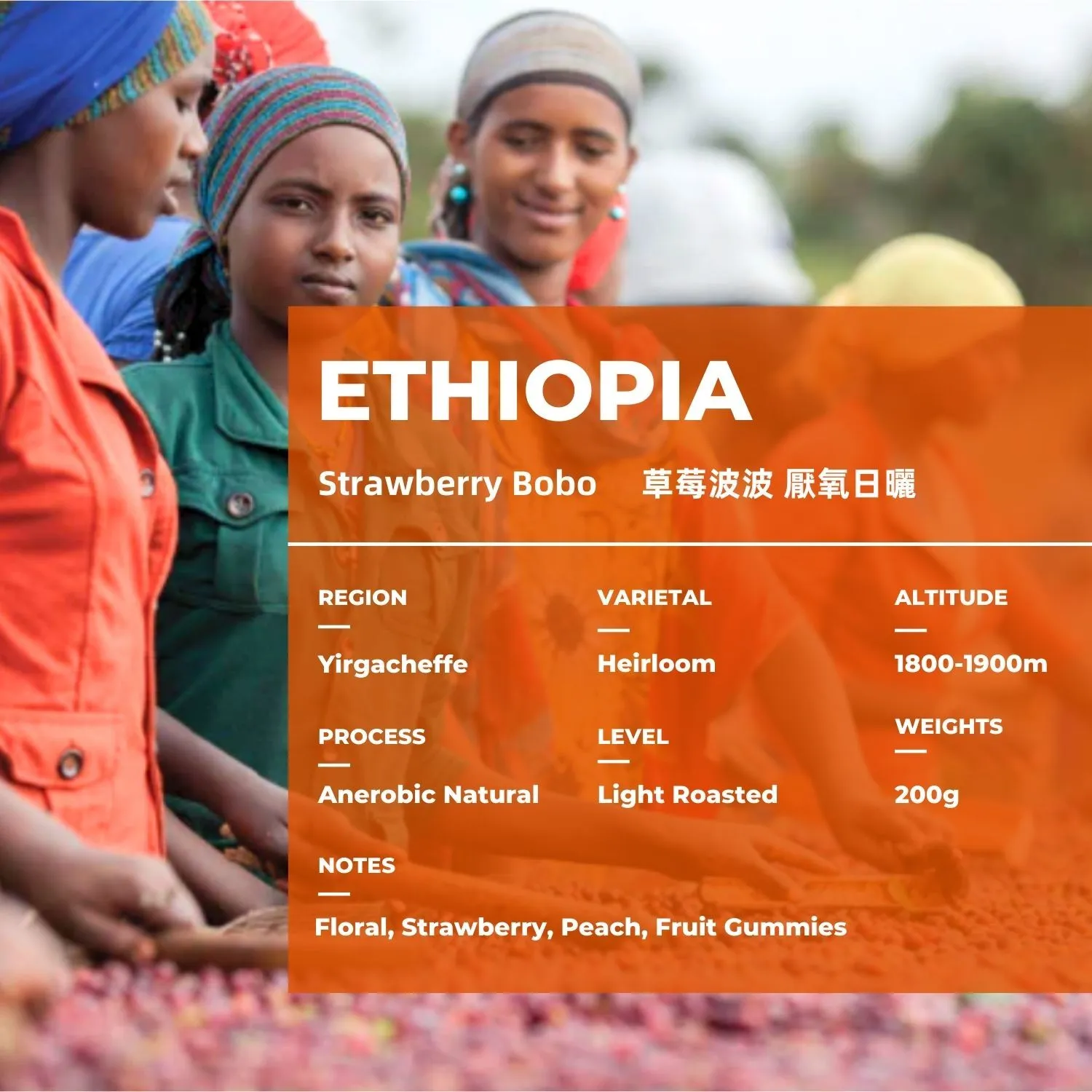 ETHIOPIA BEAN