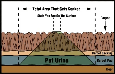 Pet Urine in carpet from dog peeing on carpet