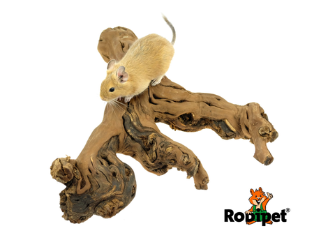 Rodipet® Vine Wood 40 - 50 cm -1.png
