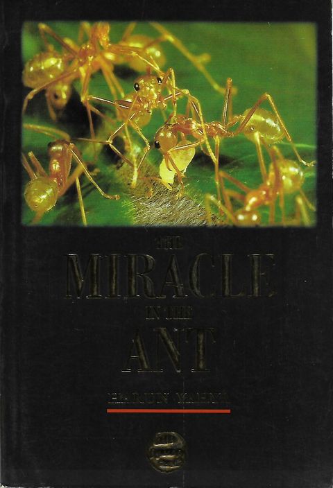 miracle ant_0001.jpg