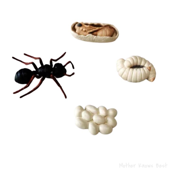 ANT.JPG