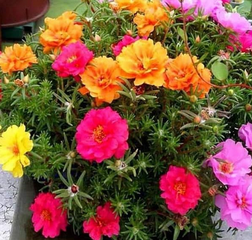 Screenshot 2021-07-05 at 10-32-06 Facebook.png