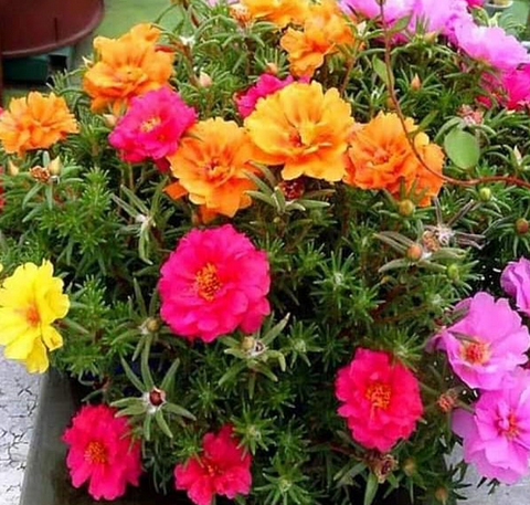 Screenshot 2021-07-05 at 10-32-06 Facebook.png