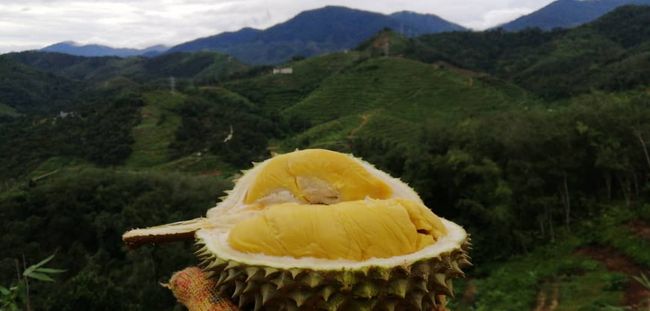 Durian Go | Our family orchard - 
