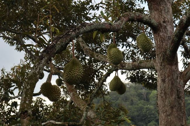 Durian Go | Our family orchard - 