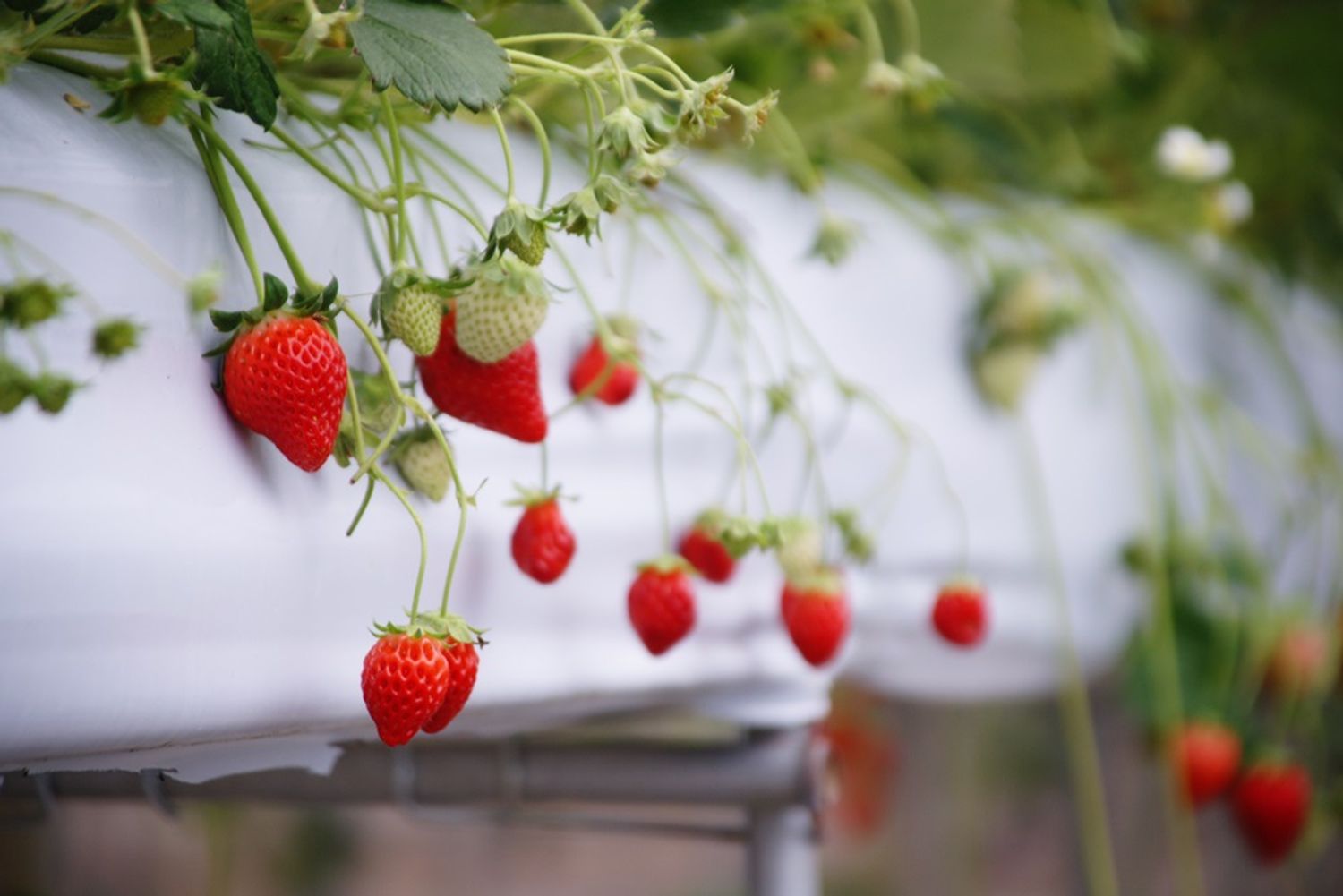 Megan Store | Sign Up for 50% OFF