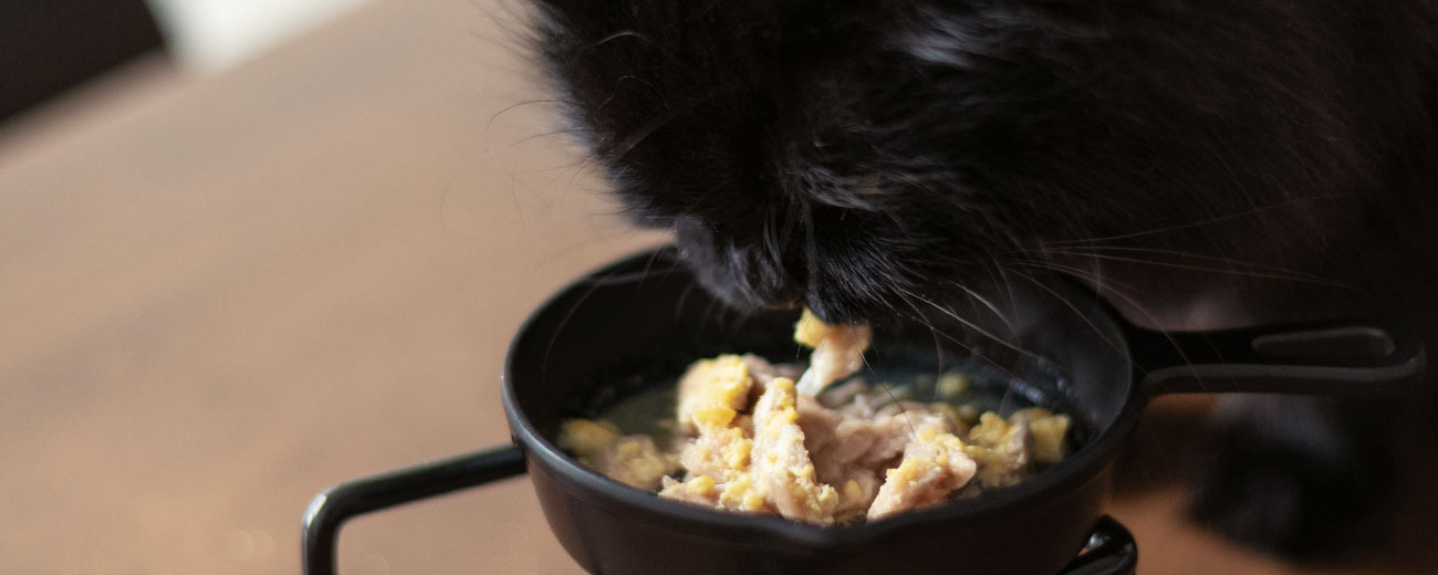 How raw freeze-dried solved our cat's urinary issues