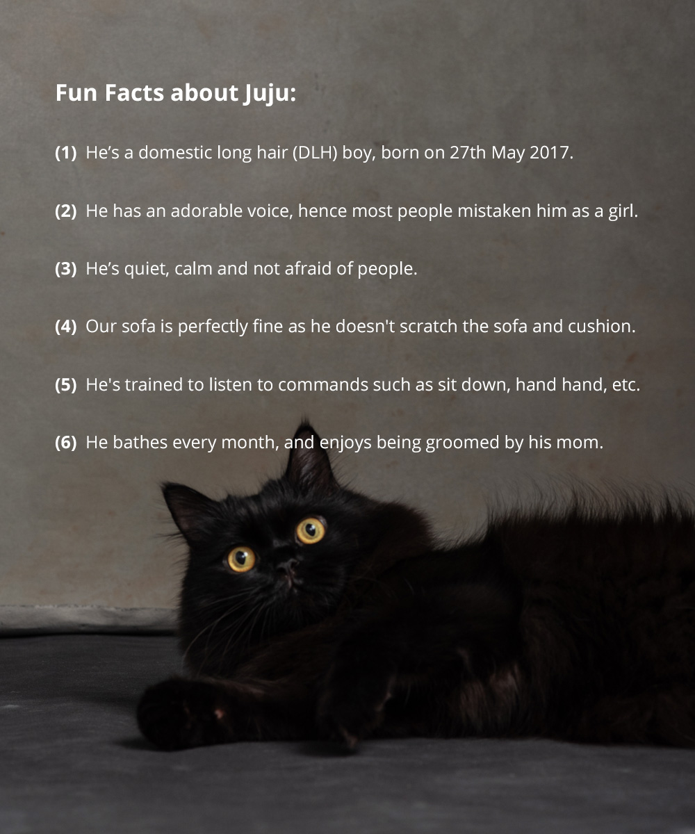 fun-facts-about-juju