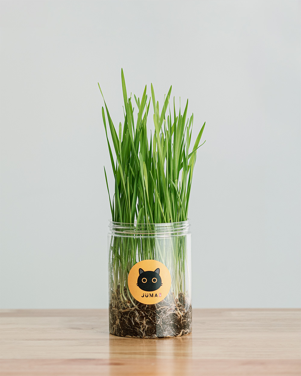 juma-cat-grass.jpg