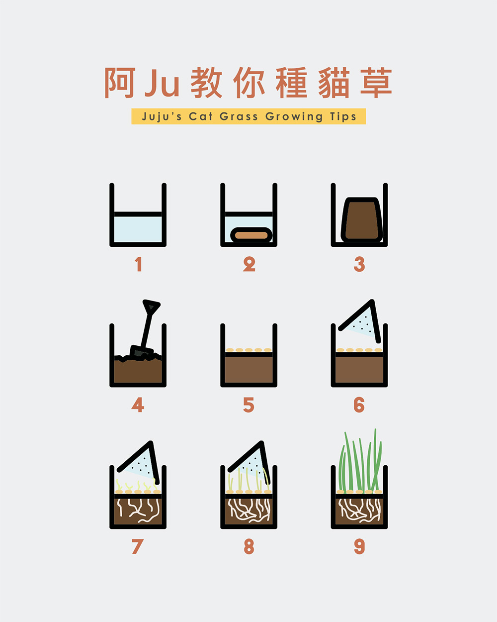 juma-cat-grass-growing-method.jpg