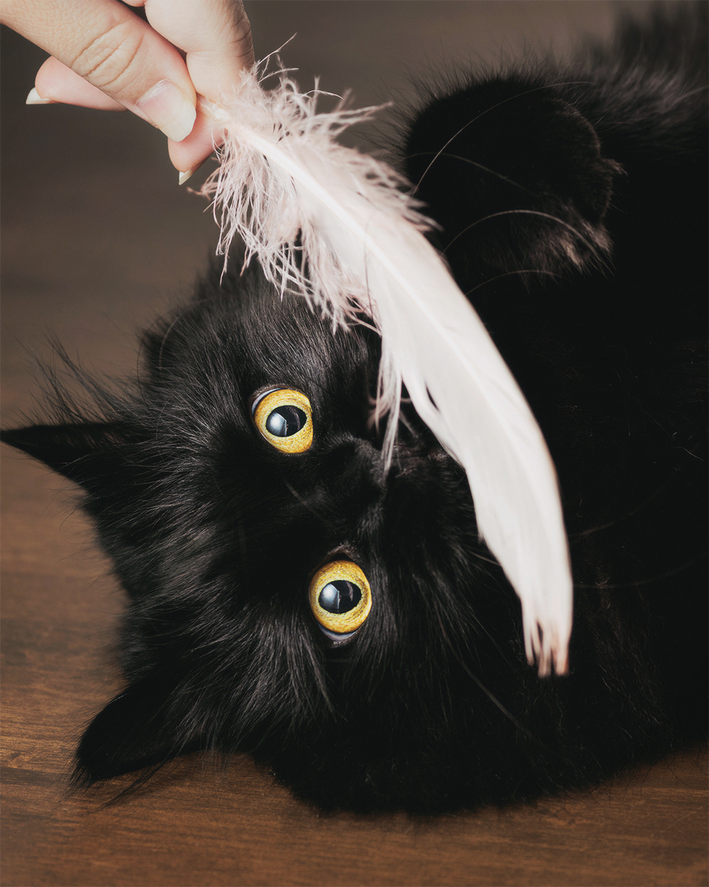 cat-playing-feather-juma-pet-store.jpg