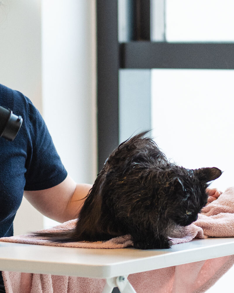 soju-grooming-on-table