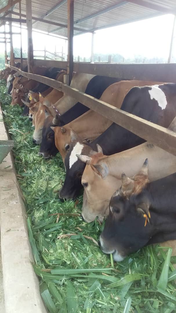 Pembekal Lembu Ibadah Korban 2021 1442h M Bazaar Sdn Bhd