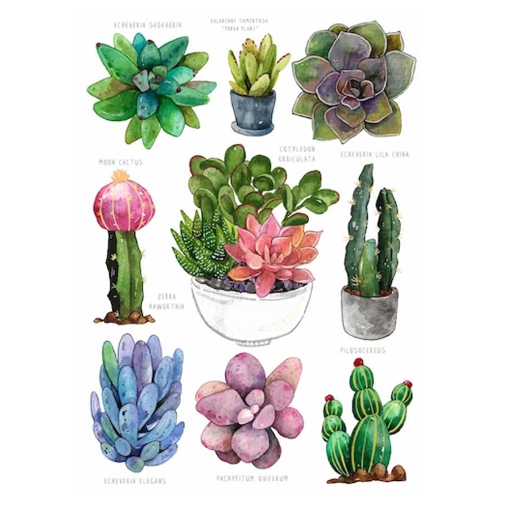 succulant postcard.JPG