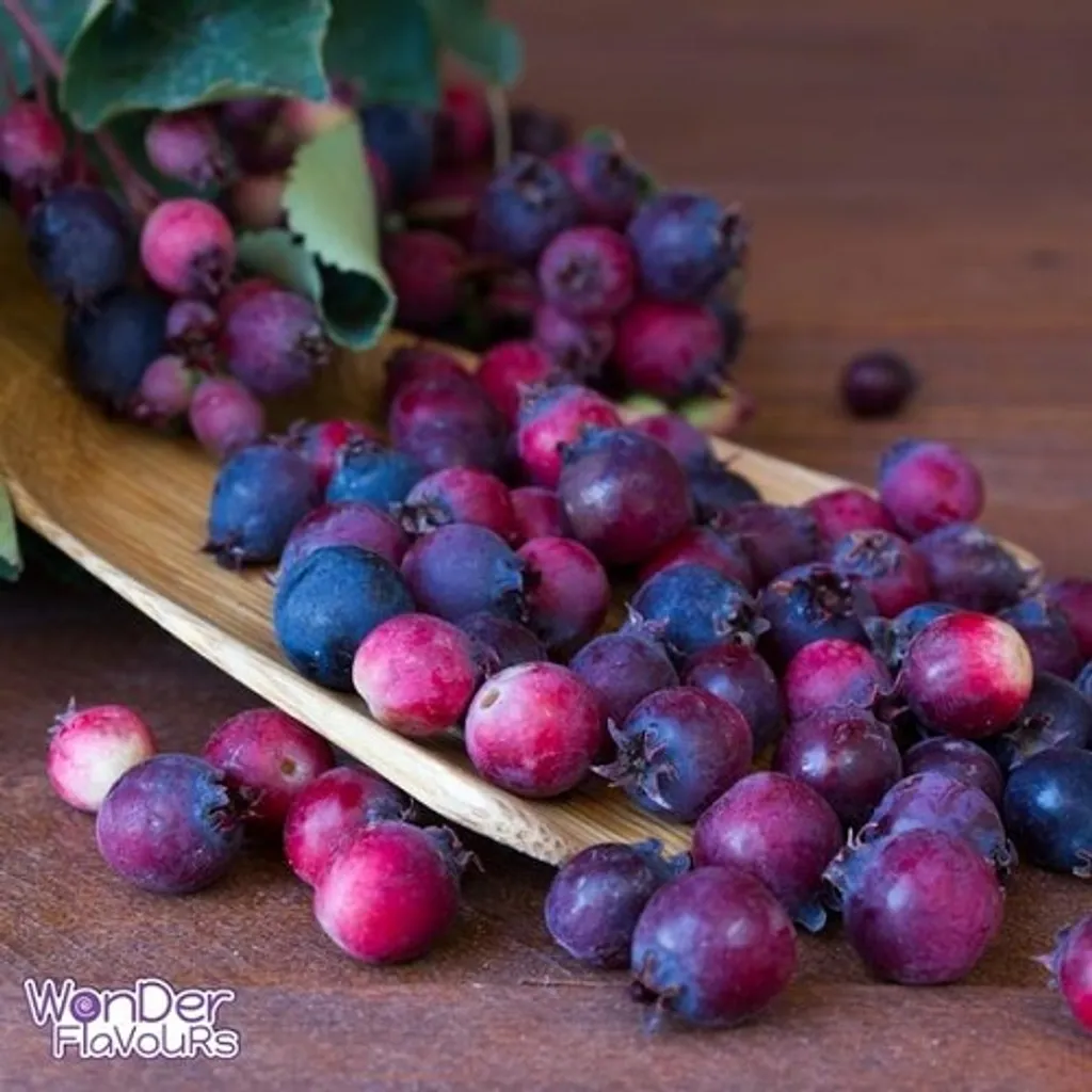 Wonder-Flavours-Saskatoon_Berries_590x.jpg