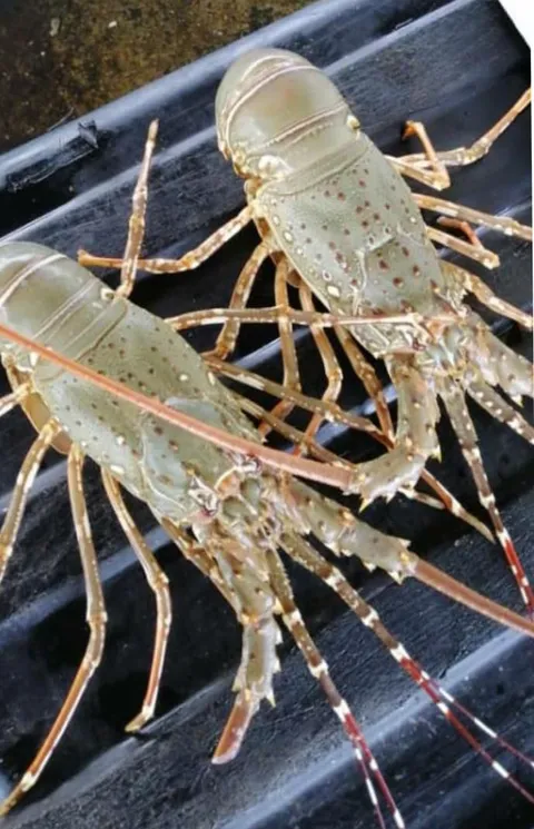 lobster.jpeg