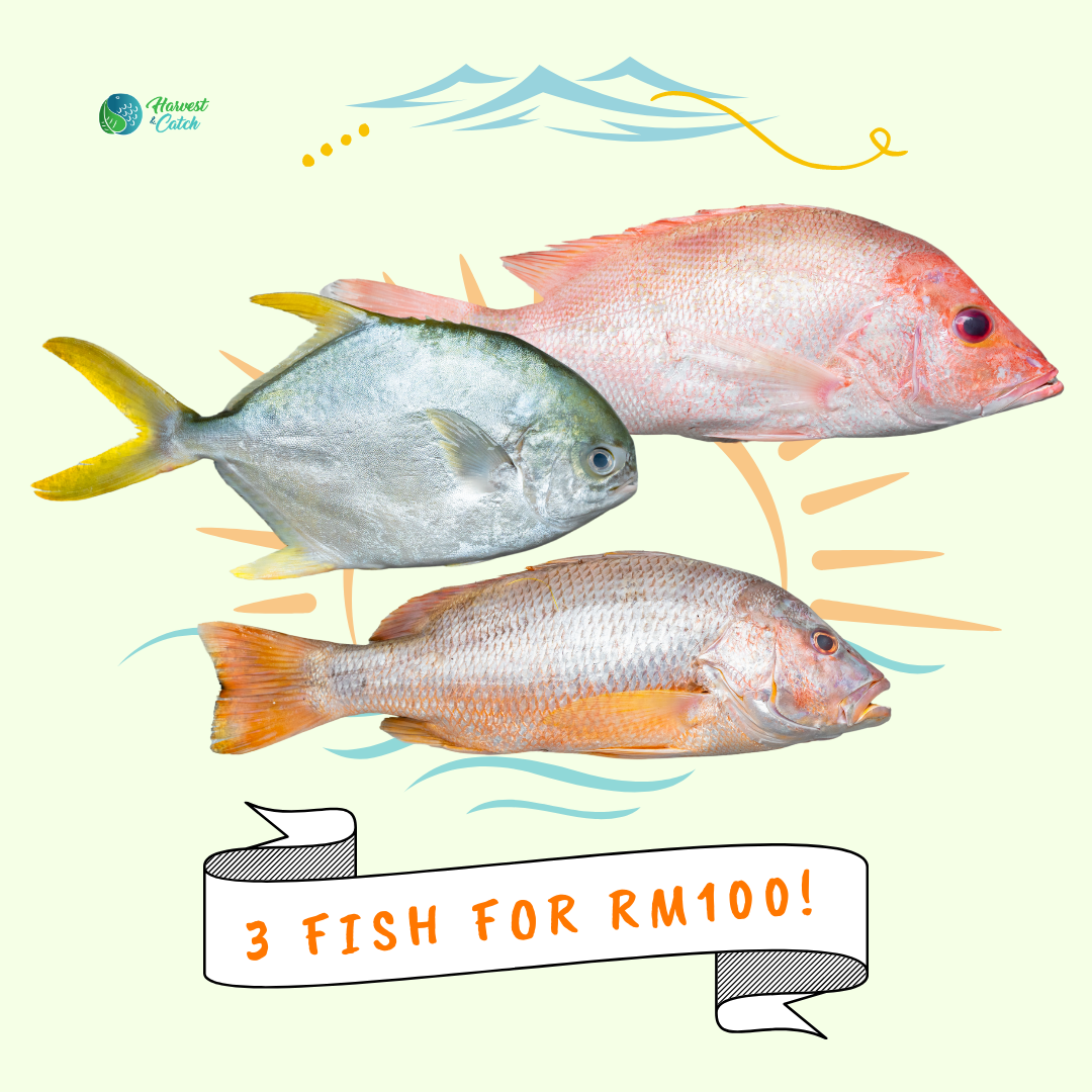 3 Fish Promo.png