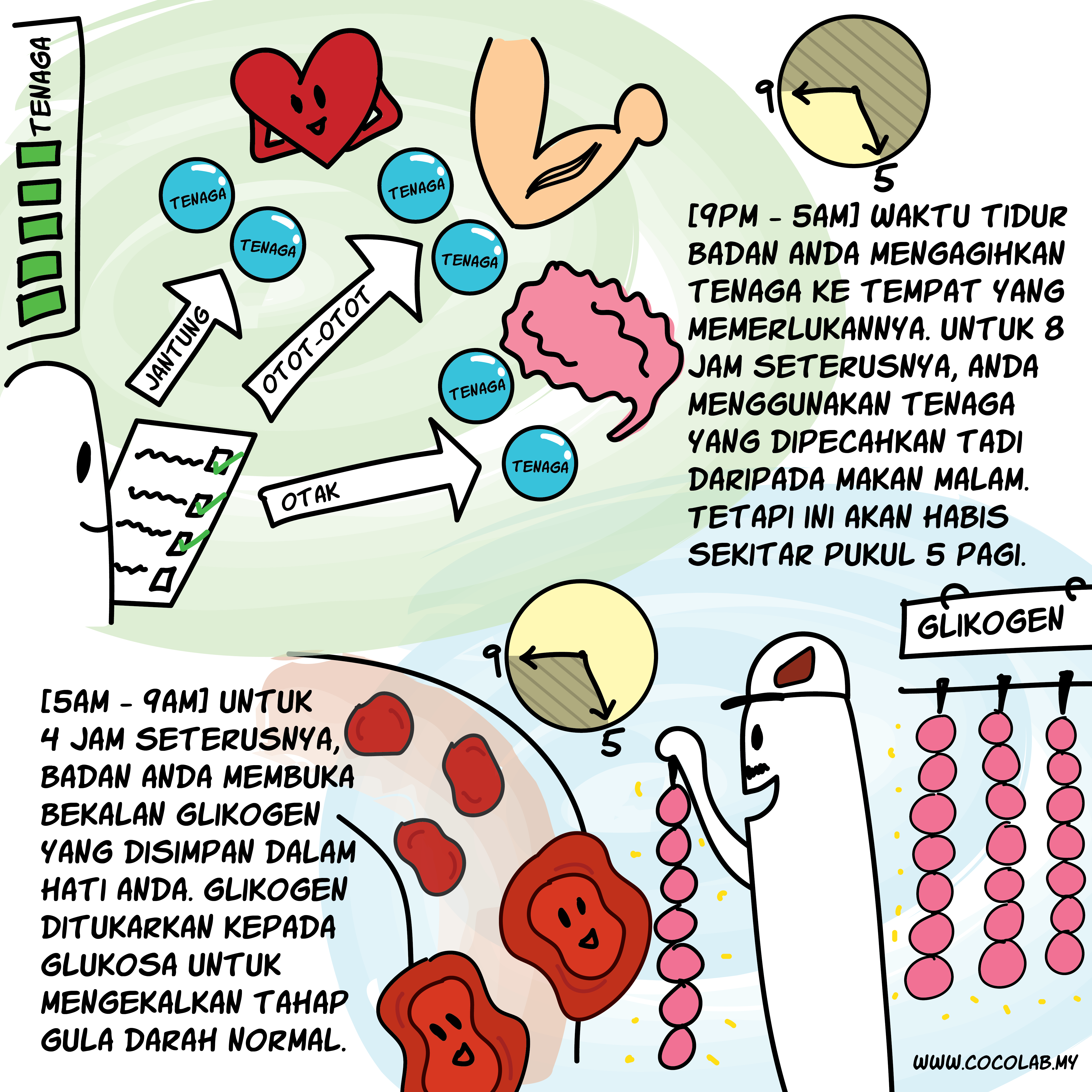 COCOLAB Apa yang berlaku semasa berpuasa IF