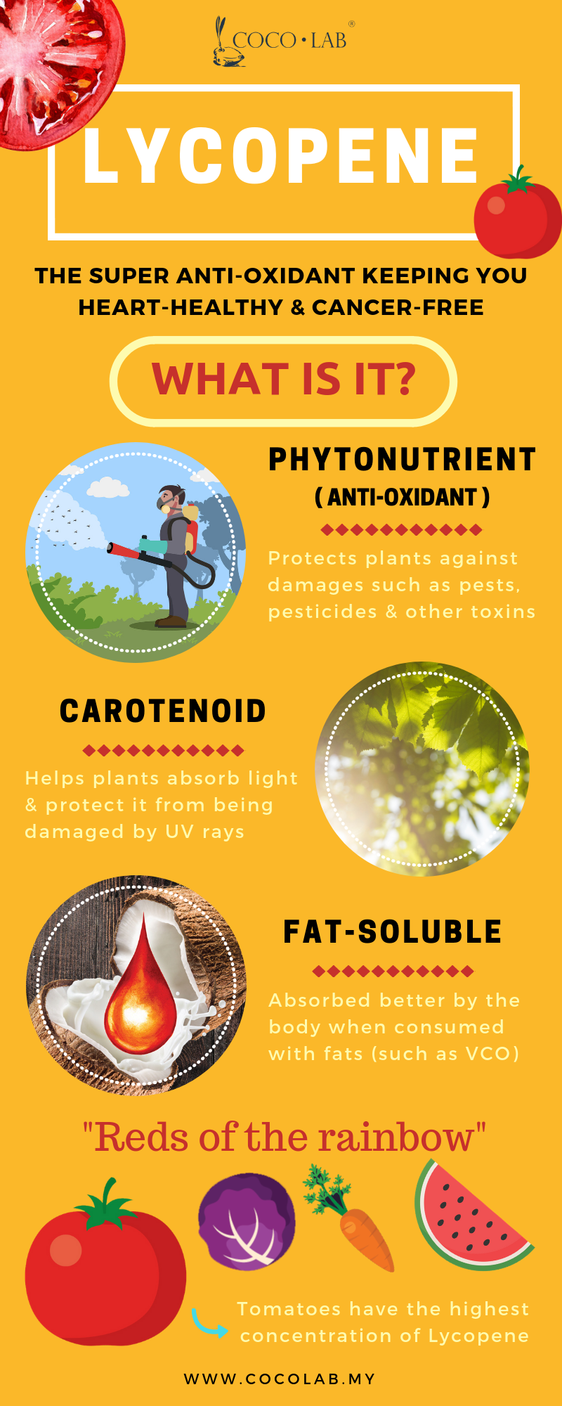 Lycopene Infographic by COCOLAB - pg 1.png