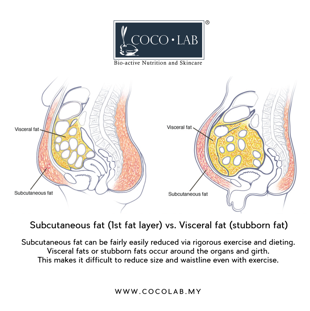 subcutaneous vs. visceral fats - square 1.png