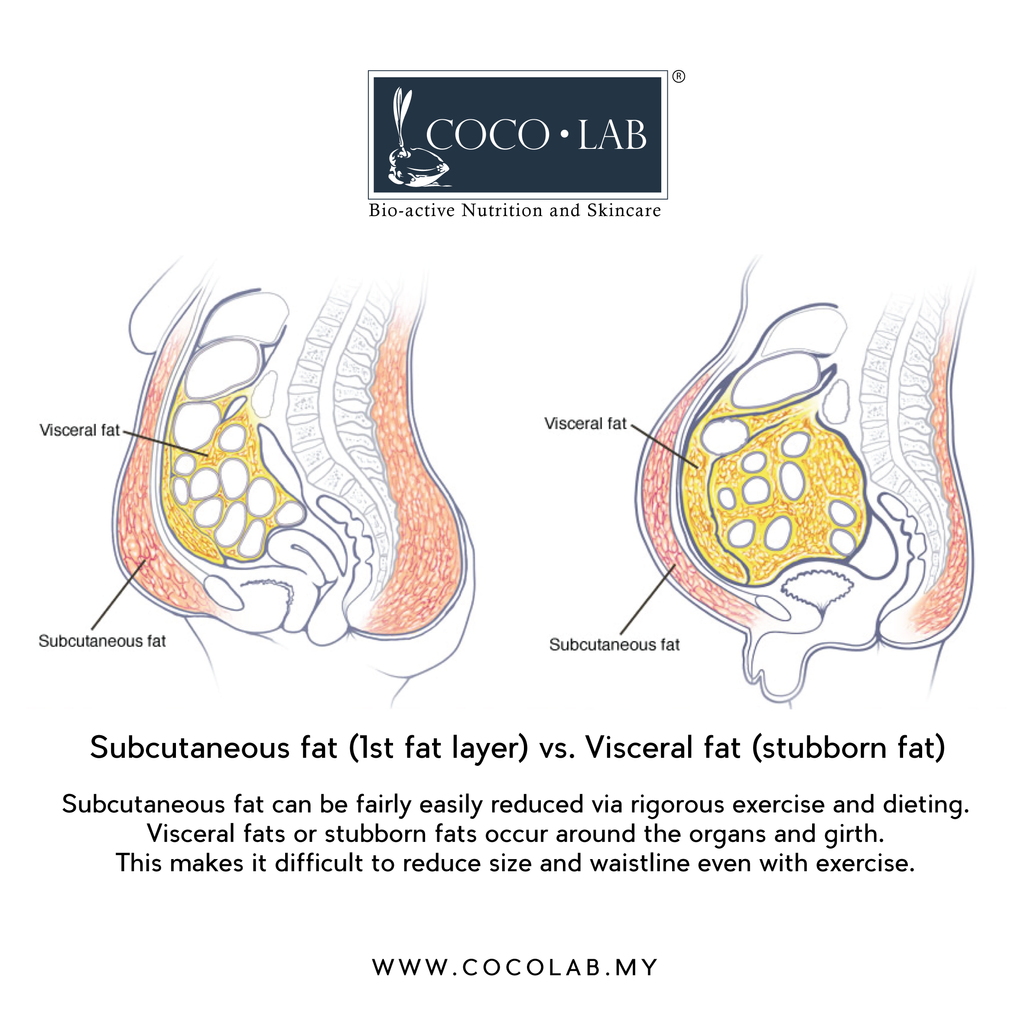 subcutaneous vs. visceral fats - square.png