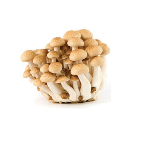 Mushroom Shimeji Brown 灵芝菇.jpg