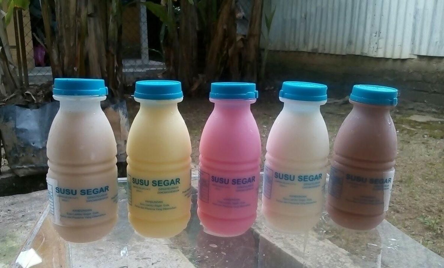 SUSU SEGAR LEGEND