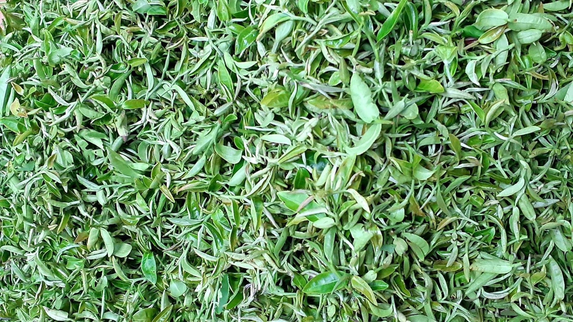 新北市農會文山茶推廣中心歡迎您來喝茶！ | 宅配貨到付款 滿1500免運費