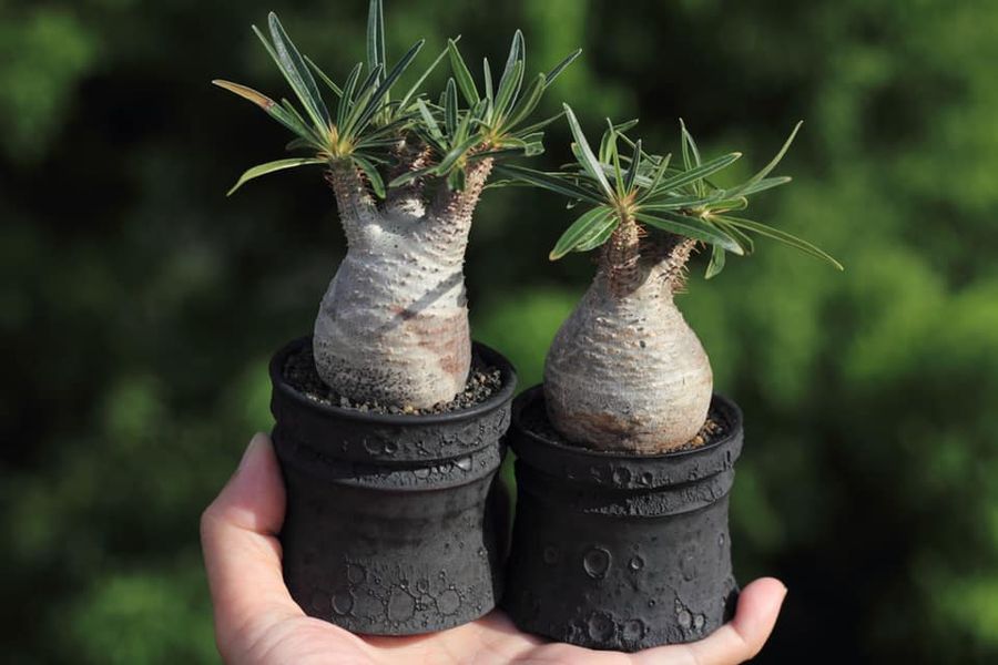 日木行草 | 精選商品 - 植物Plants