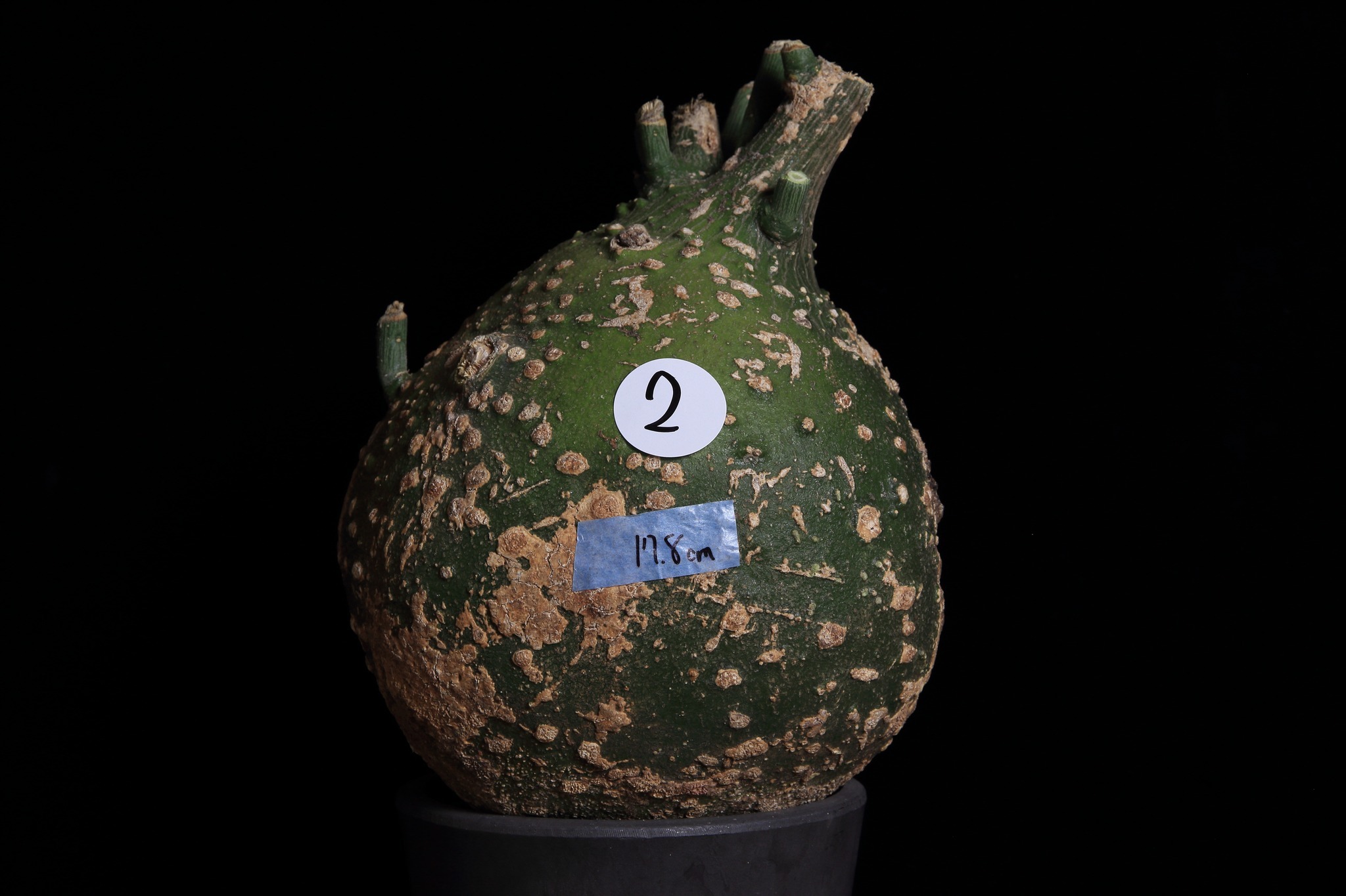 大株良型】Adenia pseudoglobosa 16アデニア プセウドグロボーサ 塊根