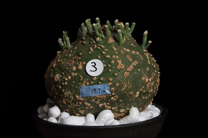 球3 (4)