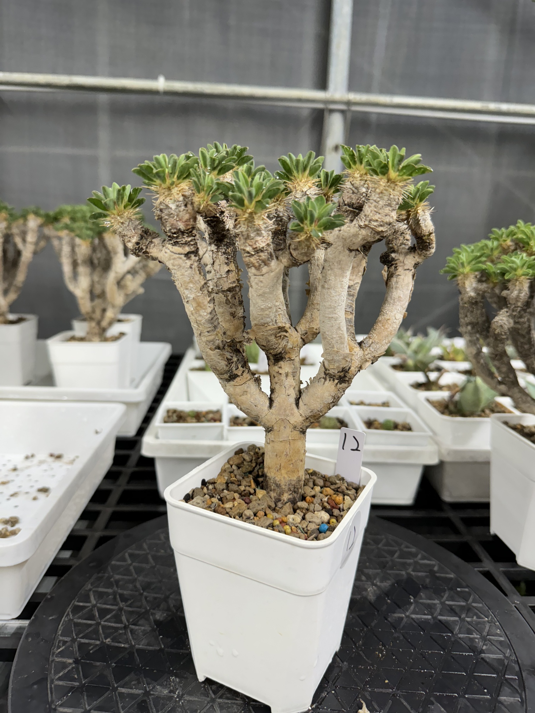 32　Euphorbia guillauminiana ユーフォルビア ギラウミニアナ　大