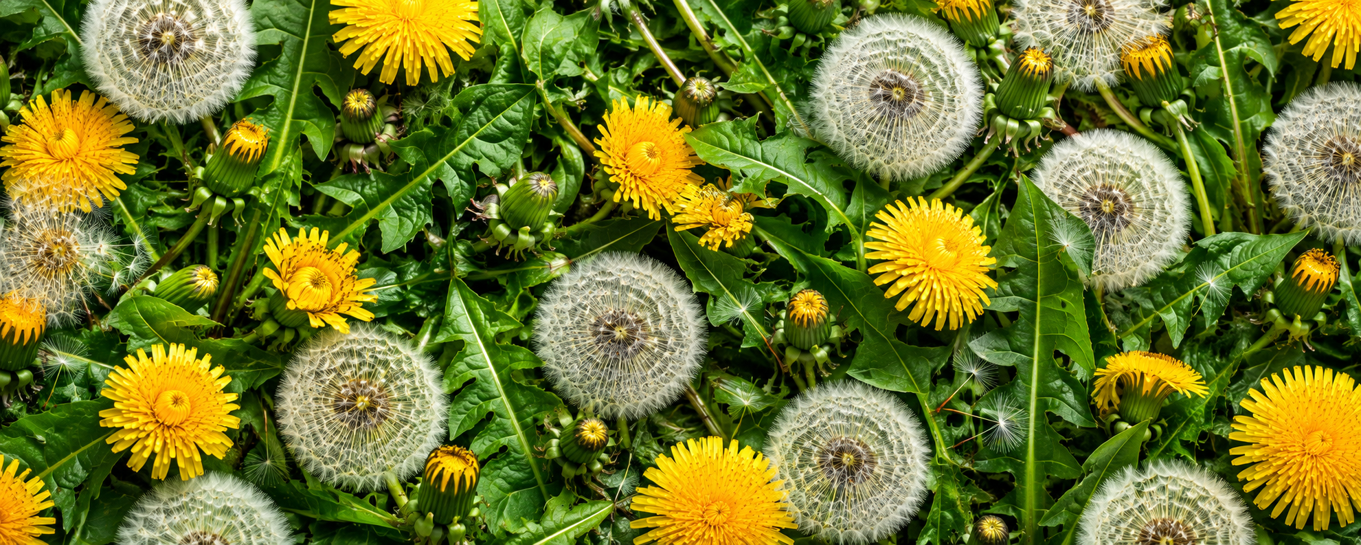 Dandelion