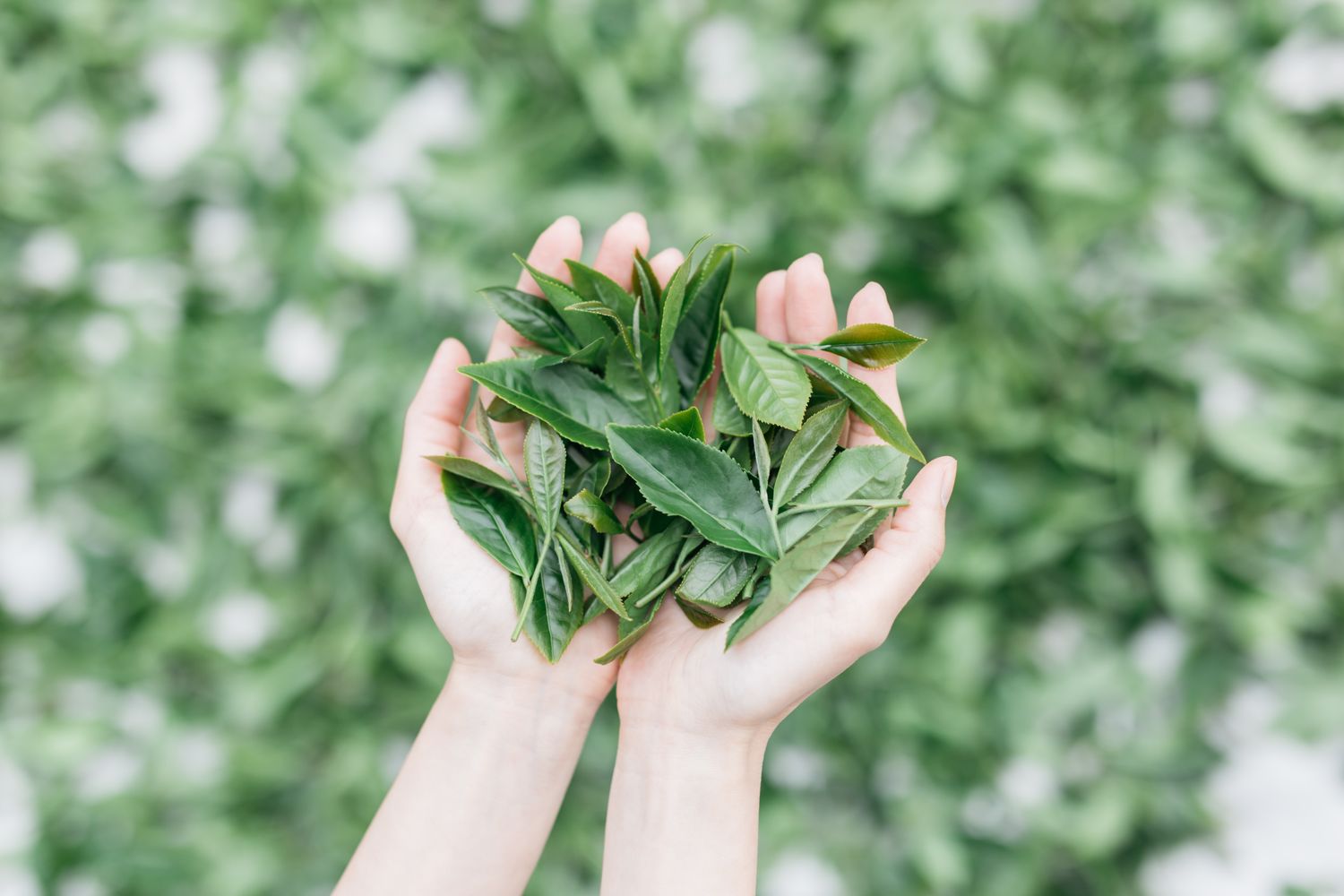 松山茗茶 SUNG SHAN TEA | 