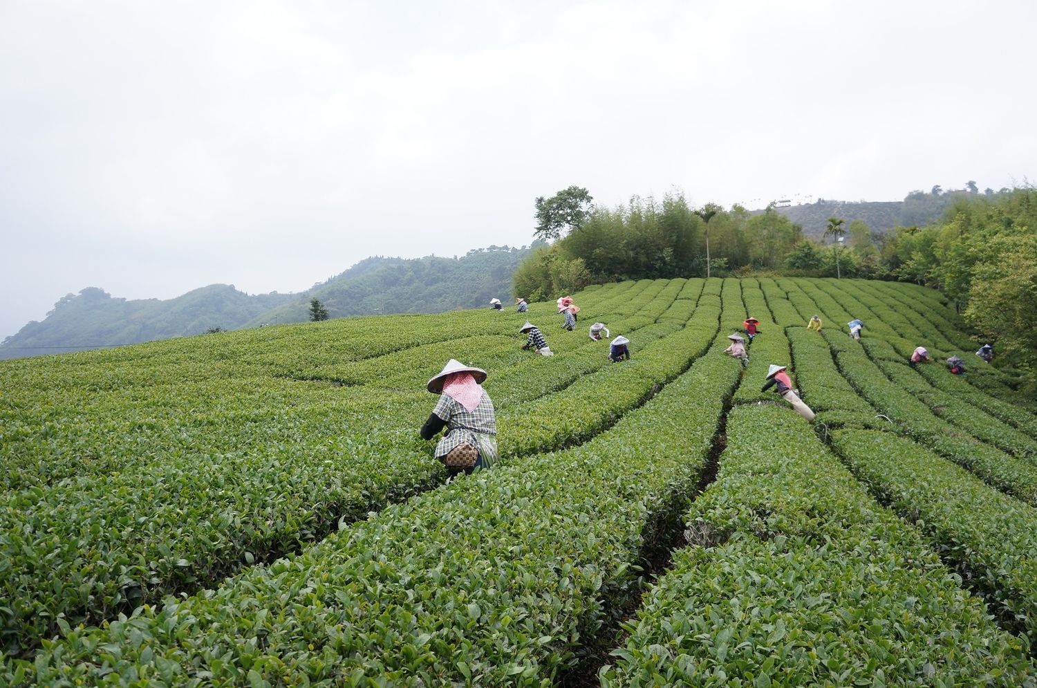 松山茗茶 SUNG SHAN TEA | 